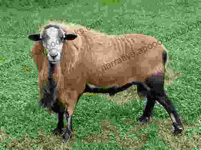 A Barbados Blackbelly Sheep With A Black And White Striped Coat A Pocket Guide To Rare Sheep In The United States