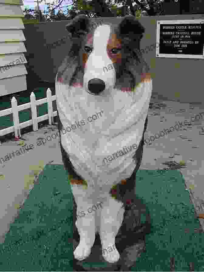 A Close Up Portrait Of Silverton Bobbie, A Small Brown And White Dog With Big, Expressive Eyes Wonder Dog The Story Of Silverton Bobbie