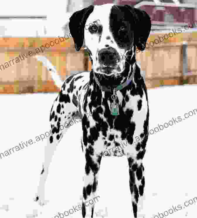 A Dalmatian With Distinctive Black Spots The Artistry Of A Dog