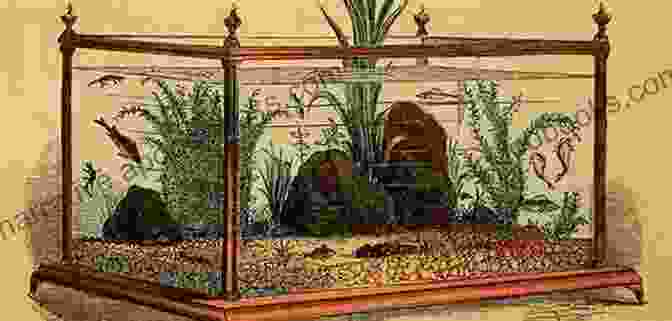 A Depiction Of An Early Aquarium In The 1800s, With Wooden Tanks And Basic Filtration Systems The Avant Garde Marine Aquarist: A 60 Year History Of Fish Keeping