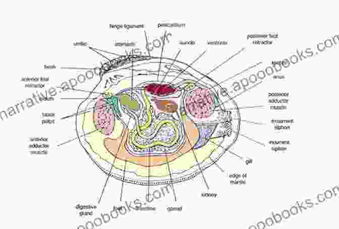 A Diagram Showcasing The Internal Anatomy Of A Shellfish Sea Shells Mariah Stewart