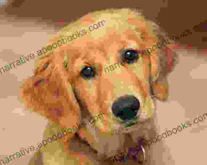 A Fluffy Golden Retriever Puppy With Big Brown Eyes And A Playful Expression Cute Pics Of Puppies: Adorable Sweet And Innocent Puppies To Cuddle And Love (Vol 1)