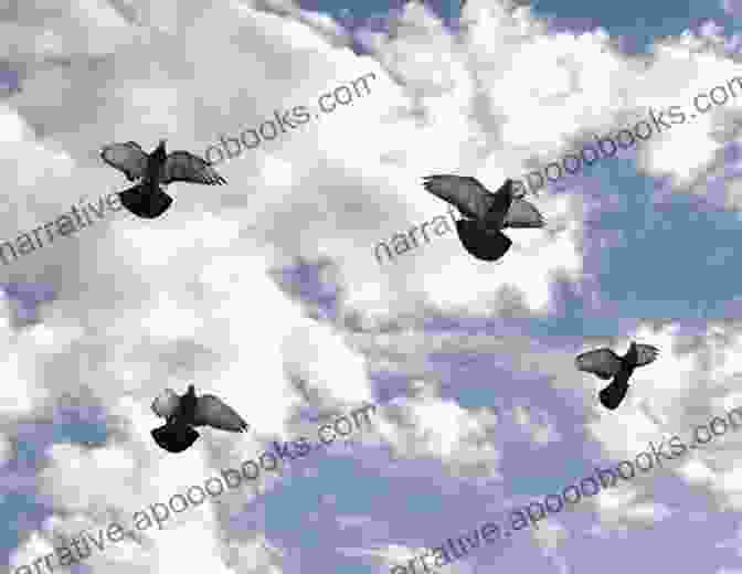 A Group Of Long Distance Pigeons In Flight The Strain Makers The Art Of Breeding Long Distance Pigeons