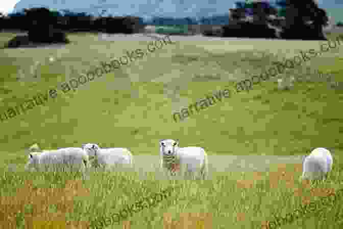 A Group Of Rare Sheep Grazing In A Meadow A Pocket Guide To Rare Sheep In The United States