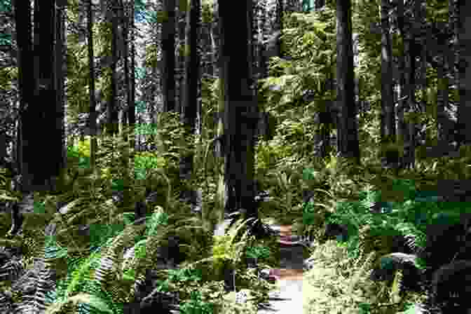 A Hiker Strides Confidently Along A Narrow Forest Trail, Surrounded By Tall Trees And Lush Vegetation The Long Trail (Ready For Chapters 2)