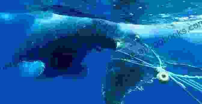 A Large Whale Entangled In A Fishing Net Best Of Pablum: Tracks Of Trash From An Eighteen Year Old (SCHLIGY Streams)