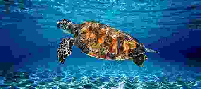 A Majestic Sea Turtle Swimming Through Clear Waters Next Time You See A Seashell