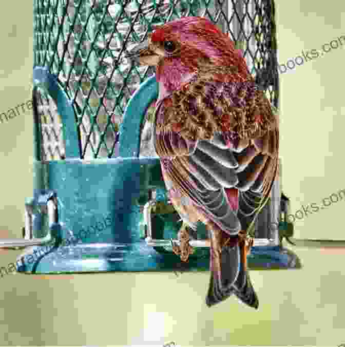 A Male Purple Finch, With Its Vibrant Crimson Plumage New Hampshire Icons: 50 Classic Symbols Of The Granite State