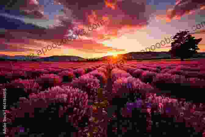 A Mesmerizing Lavender Field, Stretching As Far As The Eye Can See, Creating A Breathtaking Backdrop For The Love Story Of Wen And Jasmine. Meet Me Under The Lavender Sky (Wen And Jasmine S Love Story 2)