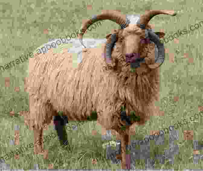 A Navajo Churro Sheep With A Brown And White Spotted Coat A Pocket Guide To Rare Sheep In The United States