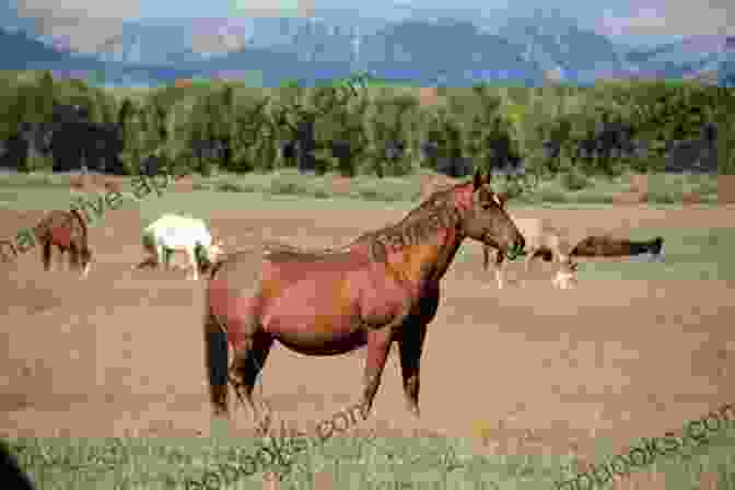 A Panoramic View Of A Sprawling Horse Ranch With A Majestic Horse Grazing In The Foreground, Setting The Scene For A Heartwarming Cowboy Romance Never Enough Cowboy: Heartwarming Cowboy Romance On The Ranch (Creedence Horse Rescue 4)