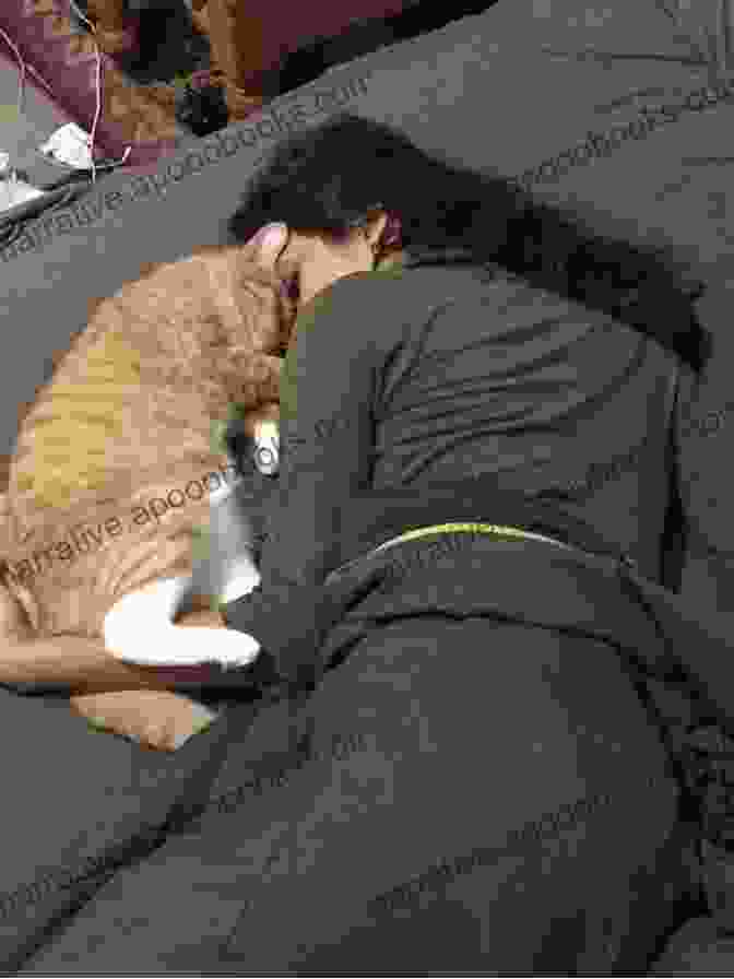 A Photo Of A Cat And A Human Cuddling Cats Are Love Mona Liza Santos