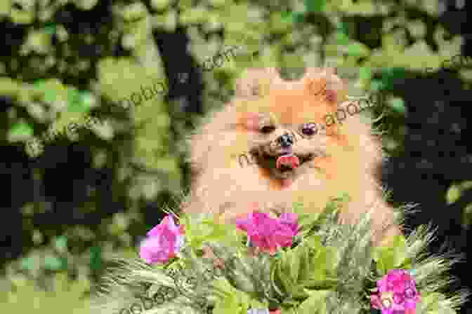 A Photo Of A Pomeranian Exhibiting Its Playful And Affectionate Nature The Complete Guide To Pomeranians: Finding Preparing For Socializing Training Feeding And Loving Your New Pomeranian Puppy