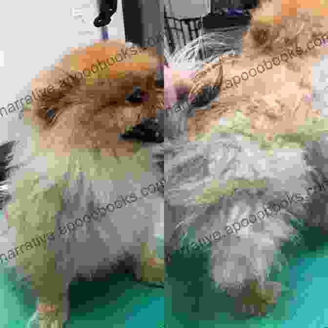 A Photo Of A Pomeranian Undergoing Grooming, Showcasing Its Signature Double Coat The Complete Guide To Pomeranians: Finding Preparing For Socializing Training Feeding And Loving Your New Pomeranian Puppy