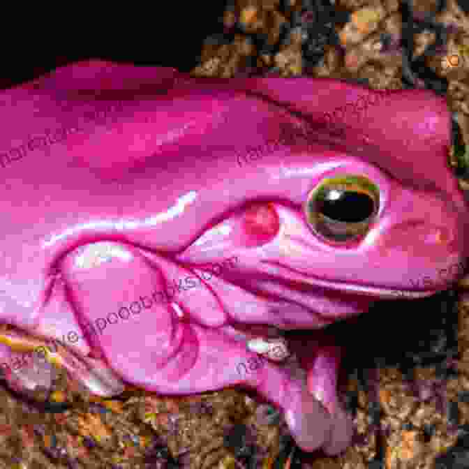 A Photo Of A Tree Frog In Its Natural Habitat, Showcasing Its Vibrant Coloration And Unique Adaptations The Guide To Colorado Reptiles And Amphibians