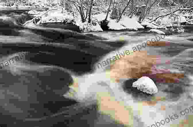 A Photograph Of Silverton Bobbie Crossing A Turbulent River, Her Determined Gaze Fixed On The Opposite Shore Wonder Dog The Story Of Silverton Bobbie