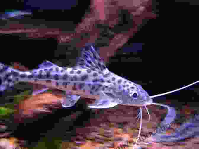 A Pictus Catfish Swimming In A Tank PICTUS CATFISH 101 BEGINNERS GUIDE: Complete Guide On Everything You Need To Know About Pictus Catfish 101: Care Food Behavior Size Tank Mates Lifespan And Disease To Look Out For