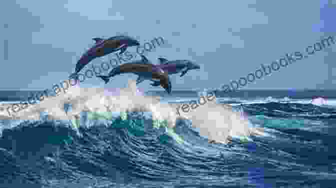 A Pod Of Dolphins Leaping Out Of The Water, Their Sleek Bodies Glistening In The Sunlight The Dolphins Alta H Mabin