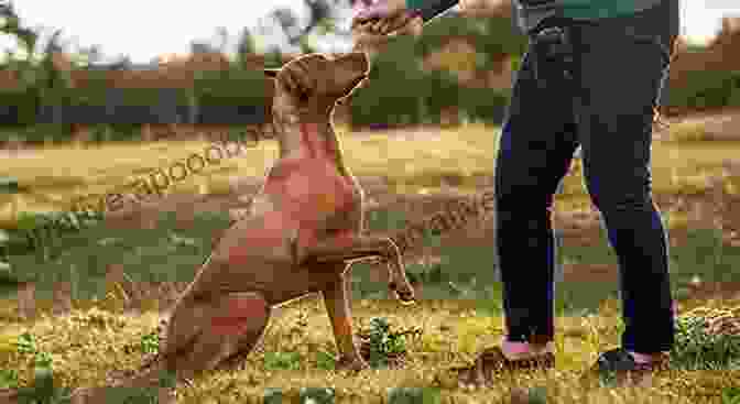 A Puppy Jumping Up For A Treat, Demonstrating Positive Reinforcement Train Your Lovely Puppy: The Best Training Tips