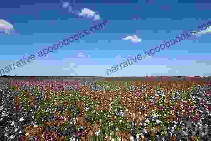 A Serene View Of The Mississippi Delta, With A Cotton Field In The Foreground Tales Of A Road Dog: The Lowdown Along The Blues Highway