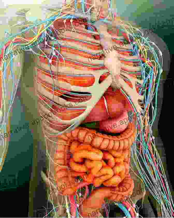 An Illustration Of The Human Body Showing Its Intricate Systems And Organs Man Made Problems That Changed The World : From Nuclear Bombs To 9/11 Science For Kids Junior Scholars Edition Children S Science Nature