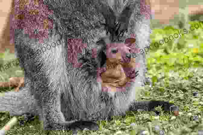 Baby Wallaby In Mother's Pouch INCREDIBLE FACTS ABOUT WALLABY: Complete Care Guide And Facts About Wallaby