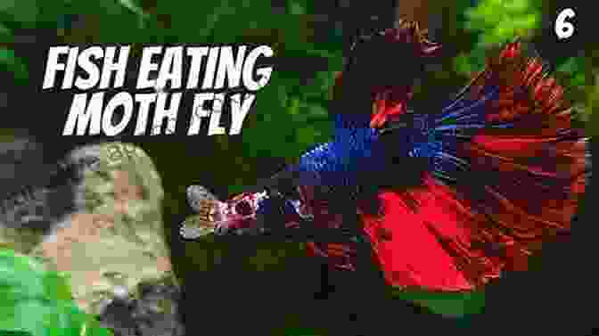 Betta Fish Eating Live Foods Species Appropriate And Healthy Nutrition For Betta Fish A Compact Explanatory And Short Read (Guidebooks On Keeping Fighting Fish 2)