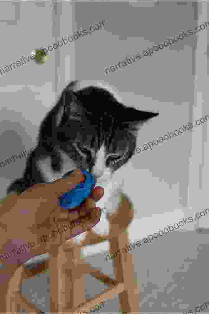 Cat Training Clicker And Treats CAT TRAINING BASICS: HOW TO TRAIN YOUR CAT FOR BEST BEHAVIORS