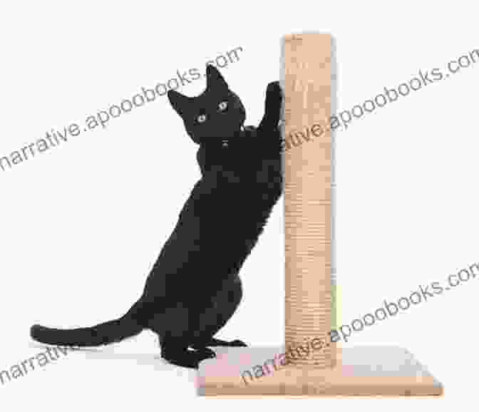 Cat Using A Scratching Post CAT TRAINING BASICS: HOW TO TRAIN YOUR CAT FOR BEST BEHAVIORS