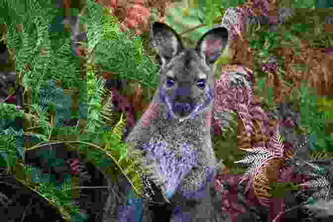 Collage Of Different Wallaby Species INCREDIBLE FACTS ABOUT WALLABY: Complete Care Guide And Facts About Wallaby