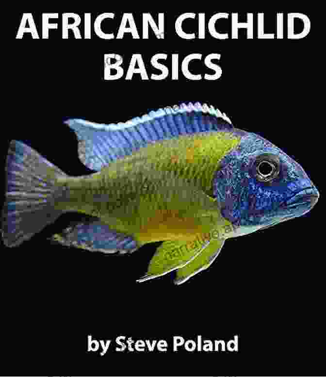 Cover Of African Cichlid Basics By Allan Ford Featuring A Vibrant Assortment Of Cichlids African Cichlid Basics ALLAN FORD