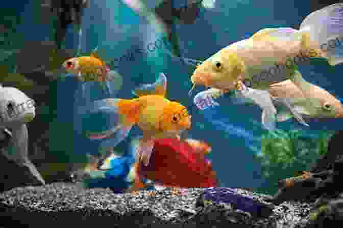 Happy And Healthy Fish Swimming In A Vibrant Aquarium The Cichlid: An Owner S Guide To A Happy Healthy Fish (Happy Healthy Pet 77)