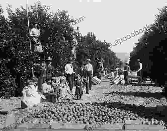 Historic Photograph Of Orange County Citrus Groves A History Of Orange County: 1889 To 2024