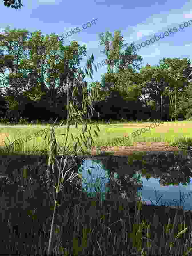 Misty Wetlands Of Aelf Fen Mist Over The Water (An Aelf Fen Mystery 2)