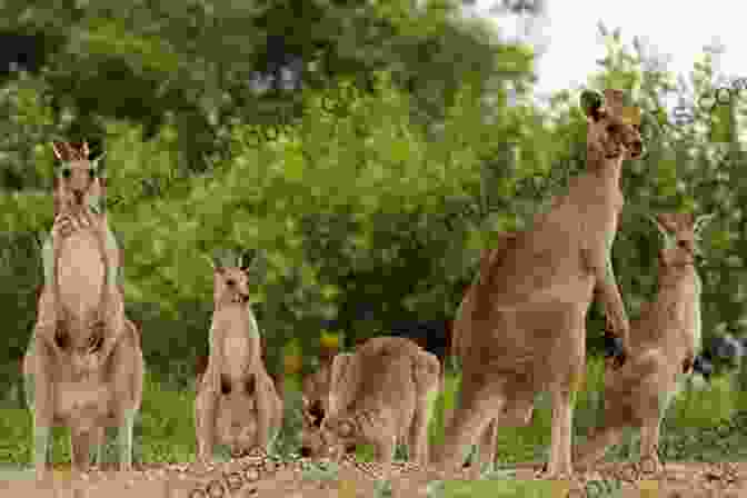 Mob Of Wallabies Resting Together INCREDIBLE FACTS ABOUT WALLABY: Complete Care Guide And Facts About Wallaby