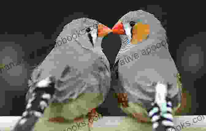 Zebra Finch Bird Shows A Guide To Zebra Finches Their Colour Varieties Management And Breeding