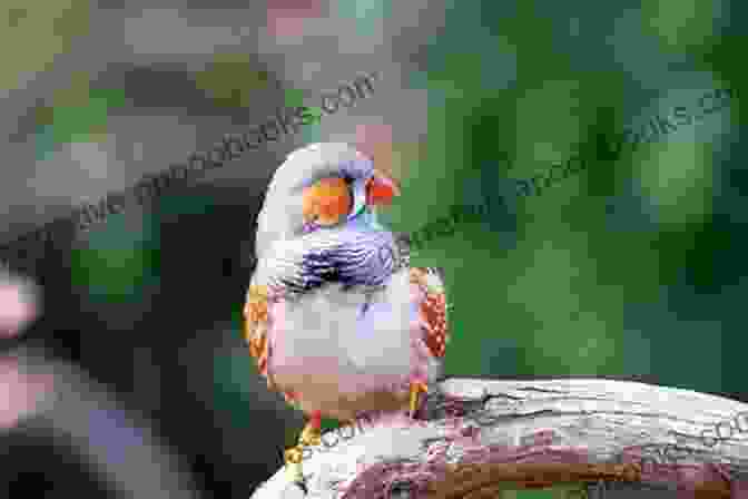 Zebra Finch Breeding Guide A Guide To Zebra Finches Their Colour Varieties Management And Breeding