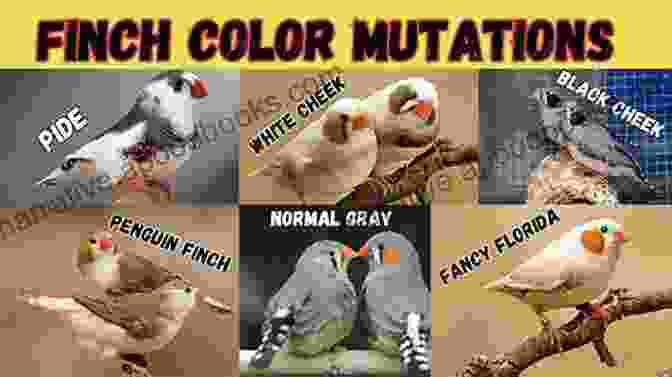 Zebra Finch Color Varieties A Guide To Zebra Finches Their Colour Varieties Management And Breeding