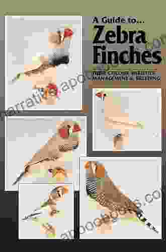 A Guide to Zebra Finches their Colour Varieties Management and Breeding